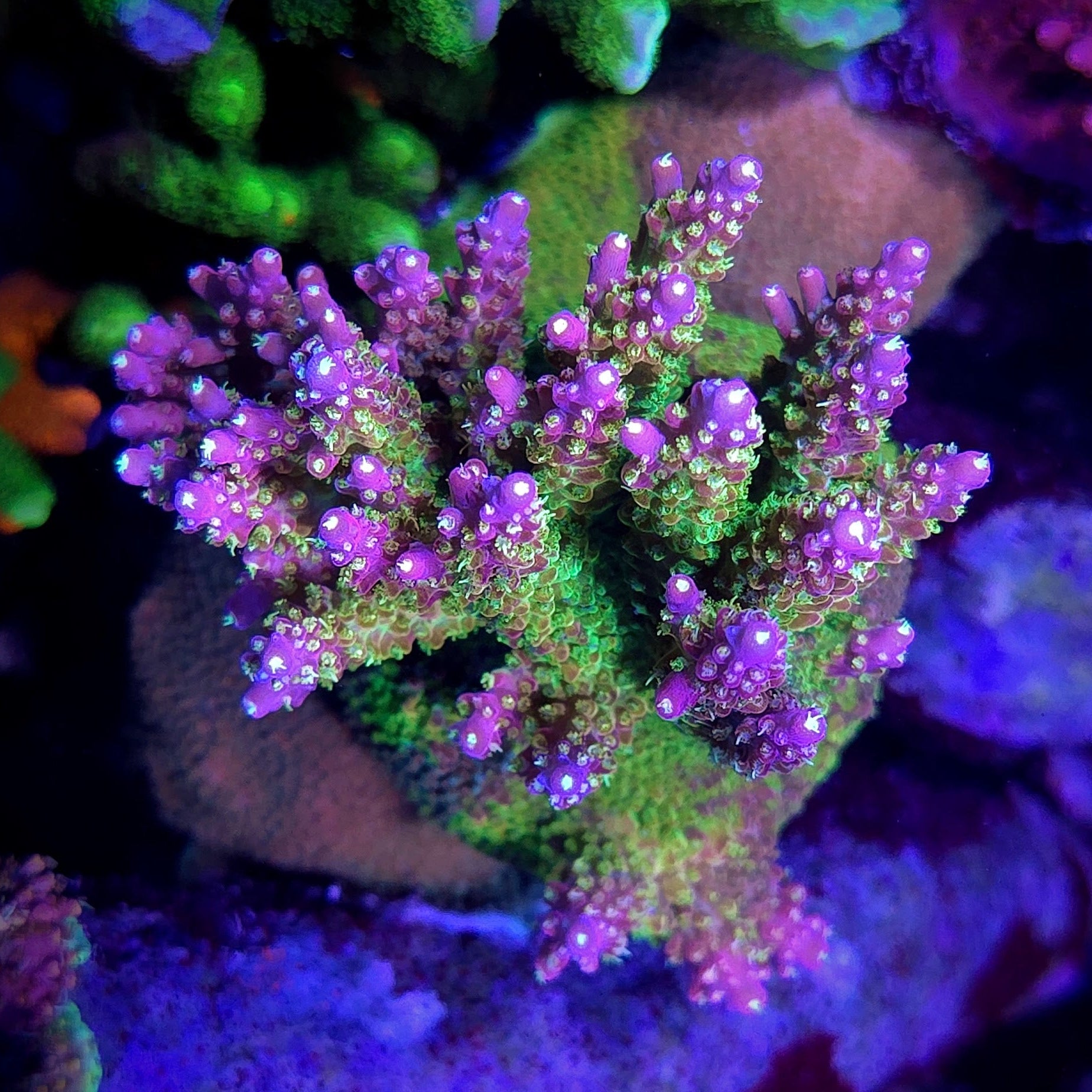Graham's (GWS3) Grafted Acropora