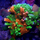 WWC Contraband Grafted Montipora Digitata