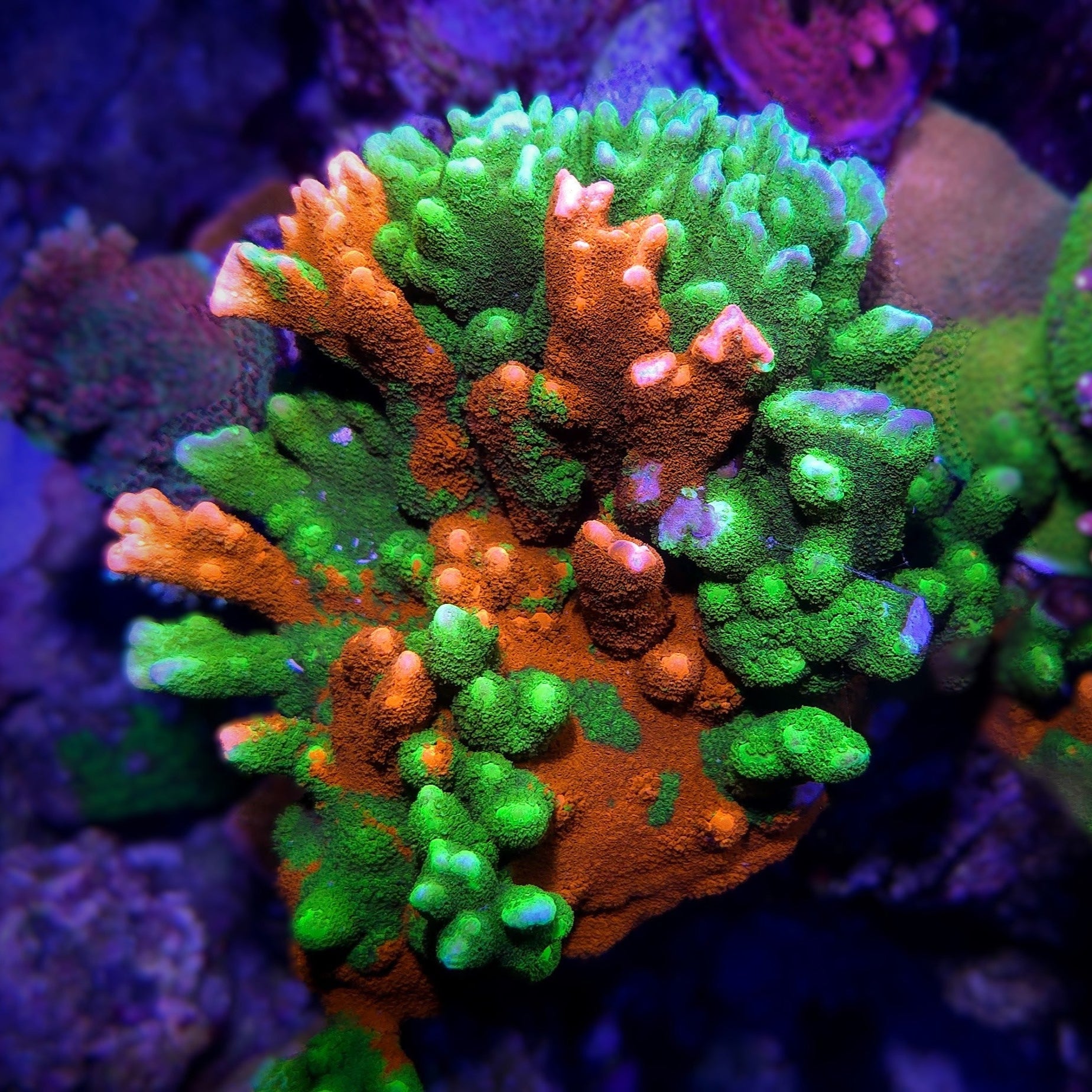 WWC Contraband Grafted Montipora Digitata