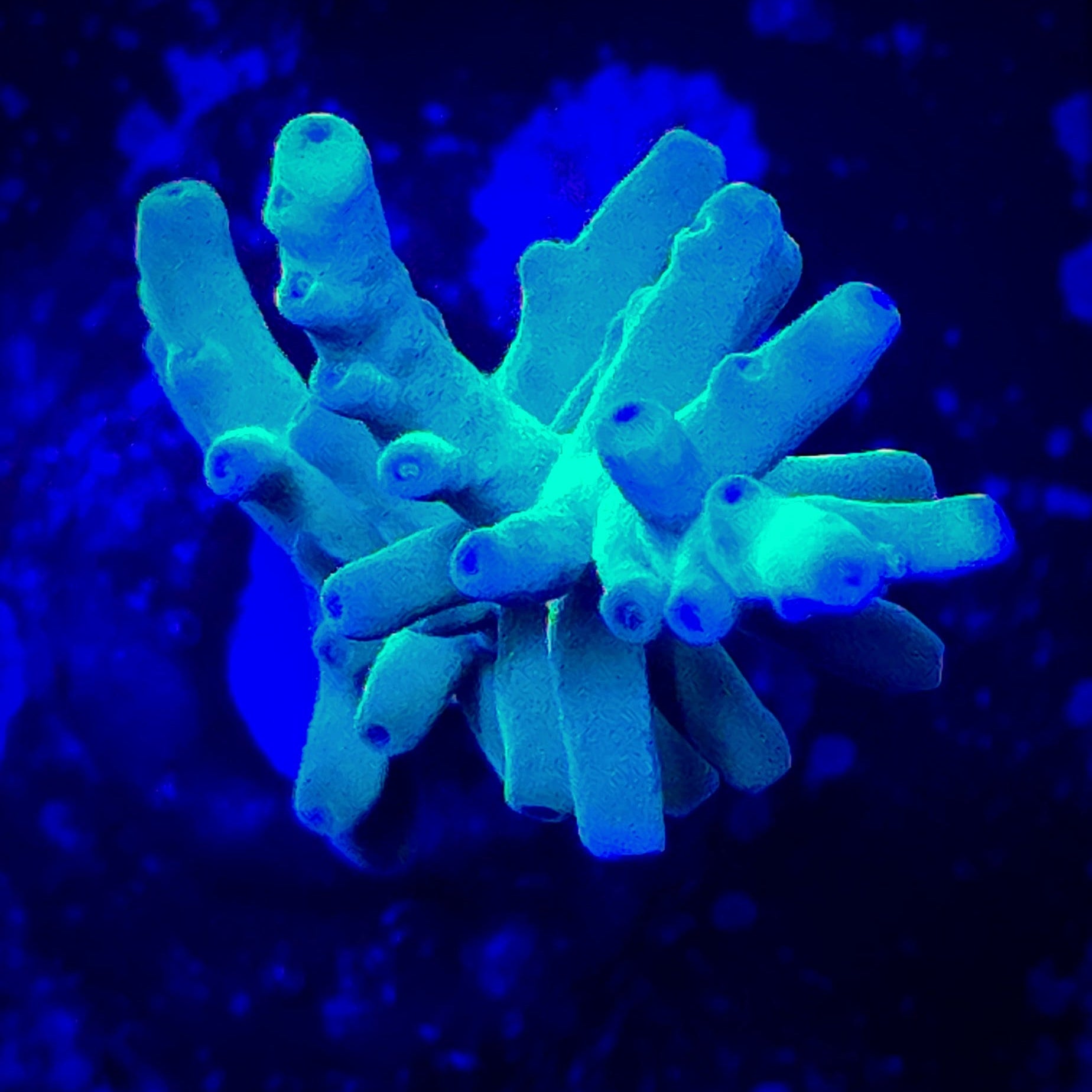 Hawkins Echinata