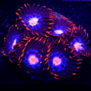 Gender Reveal Zoanthid