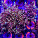 Pink Cadillac Acropora