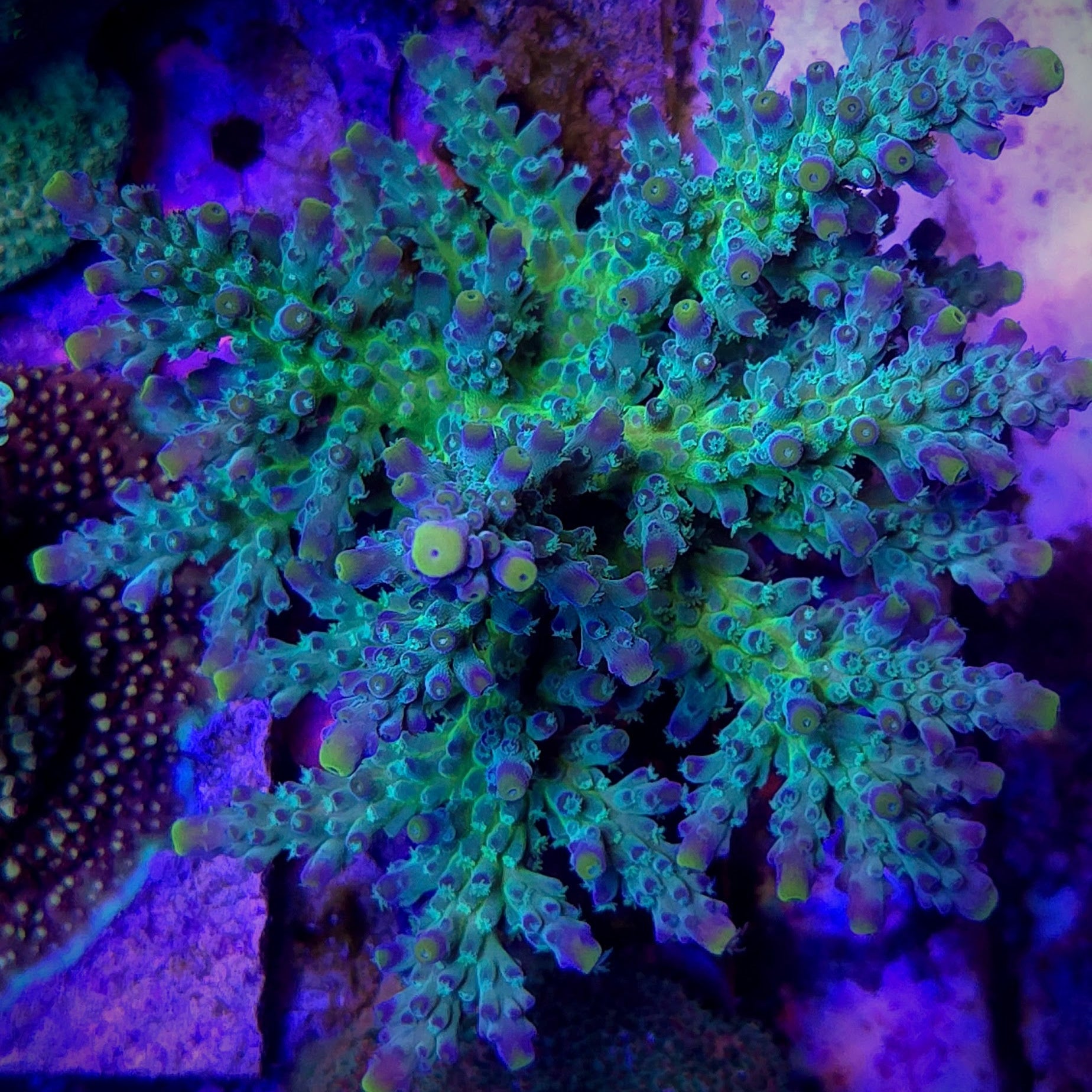 WWC Yellow Tip Acropora