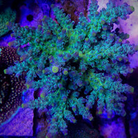 WWC Yellow Tip Acropora