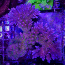 Vivid's Confetti Acropora