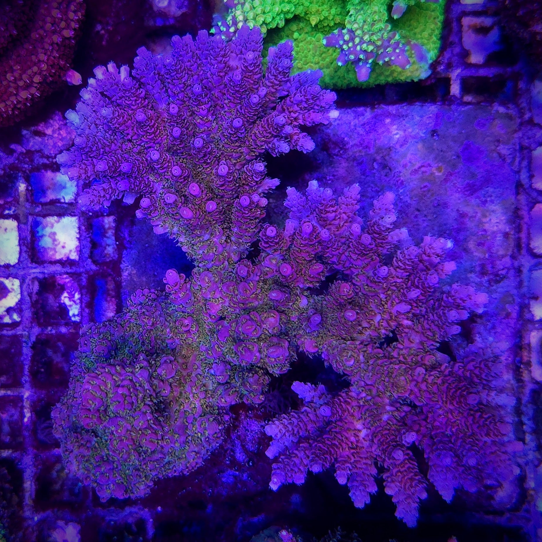 Vivid's Confetti Acropora