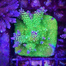 Paletta Pink Tip Acropora