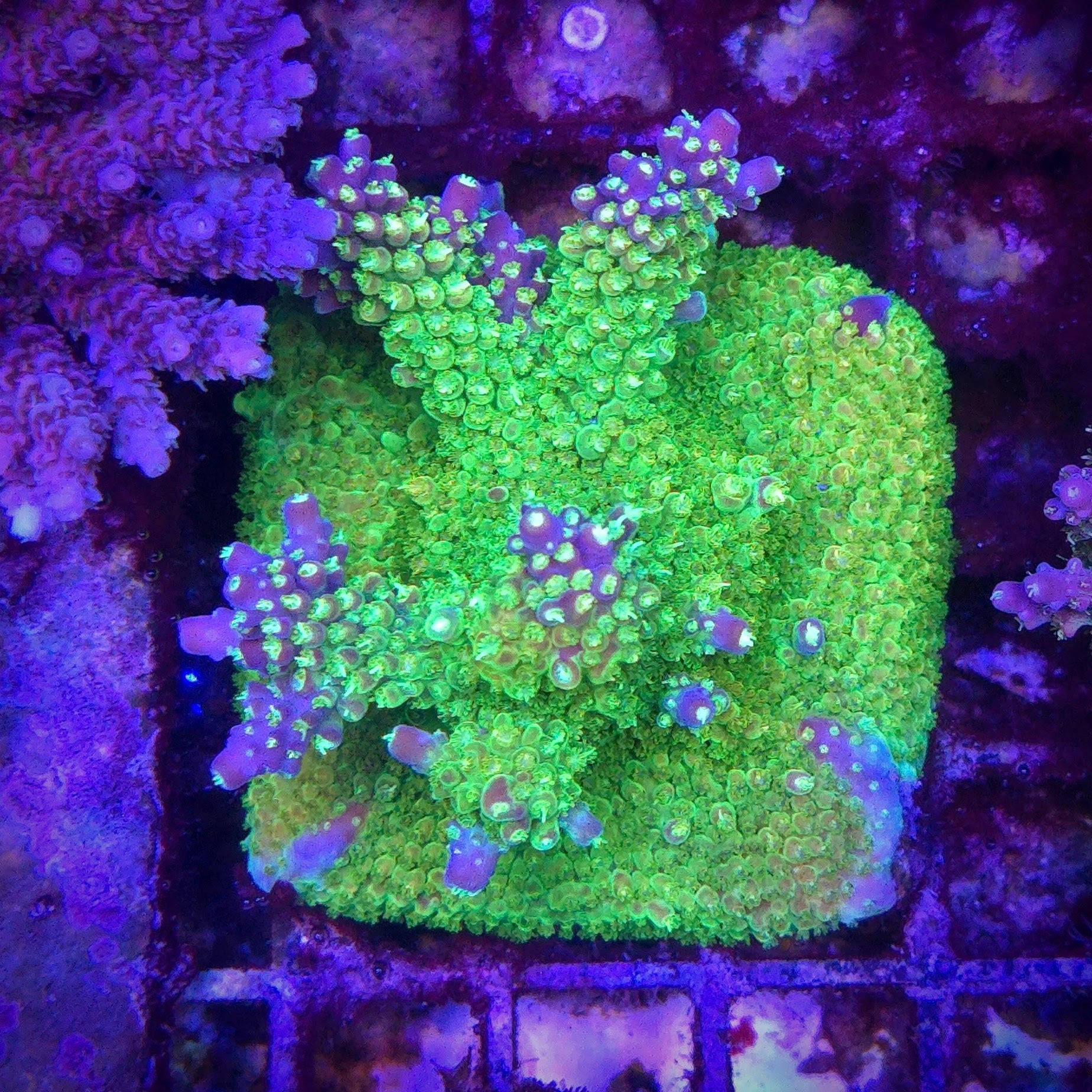 Paletta Pink Tip Acropora