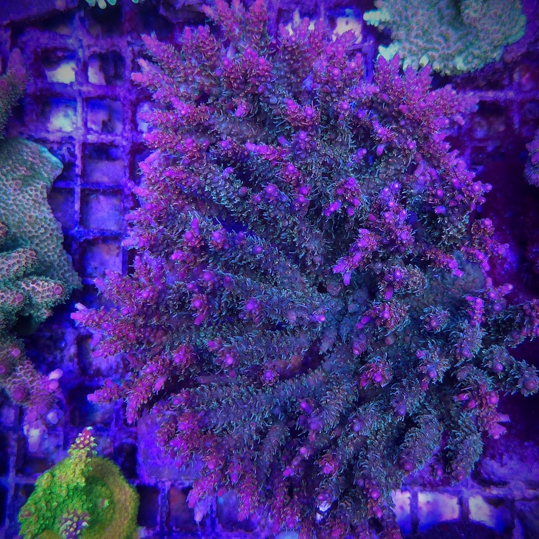 Urchins Cranberry Acropora