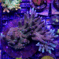 GB Raspberry Mint Acropora
