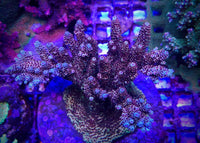 POTO Boomerang Acropora