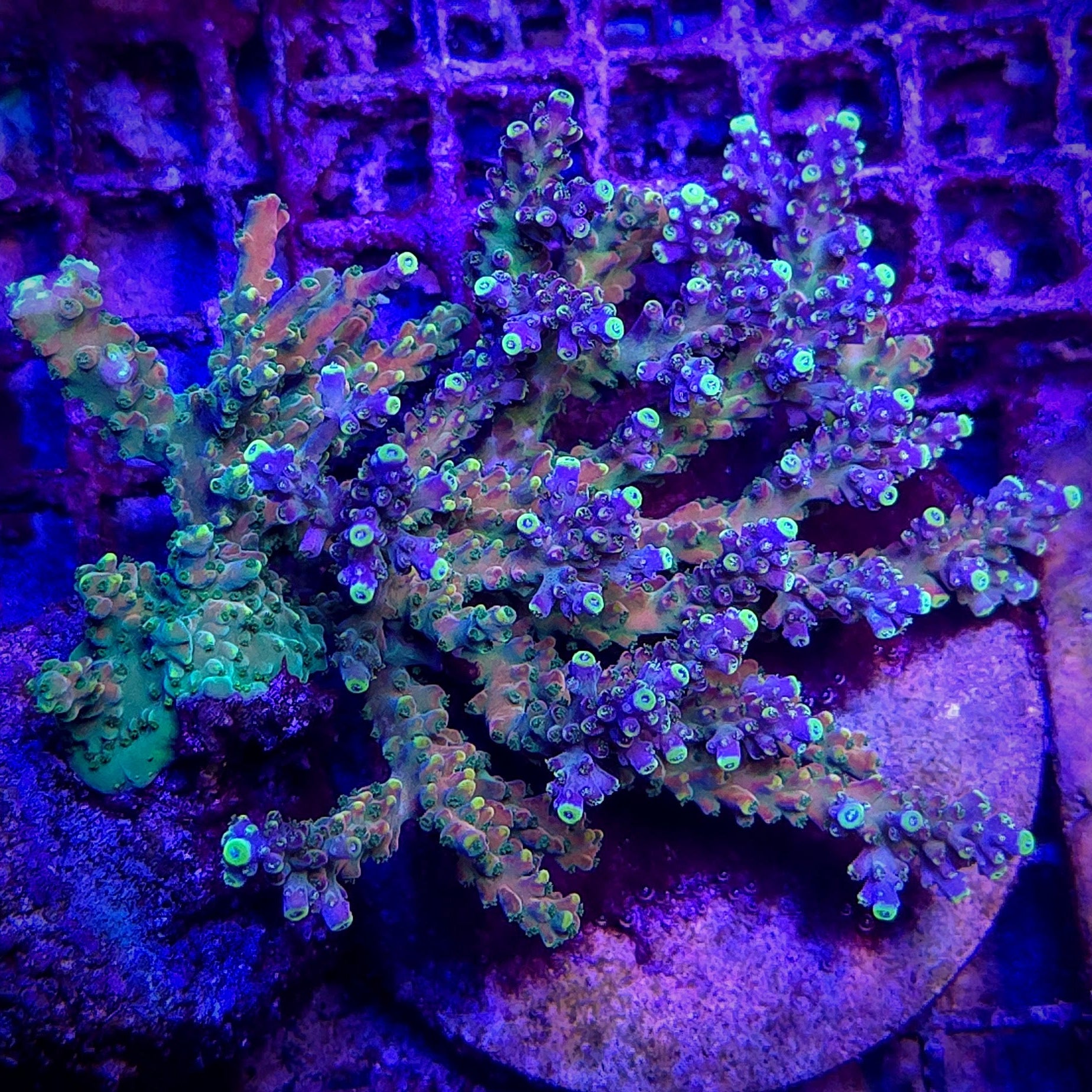 Rmf Candyland Acropora