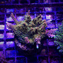 ACI Dreamweaver Acropora
