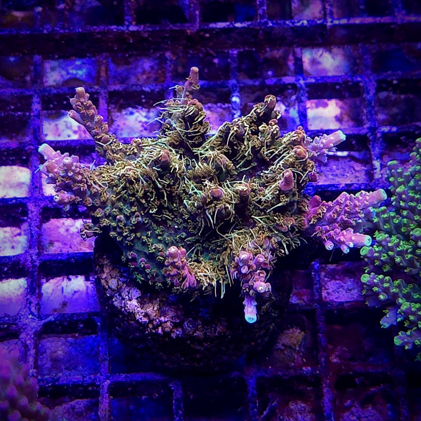 ACI Dreamweaver Acropora