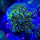 Garf Bonsai Acropora