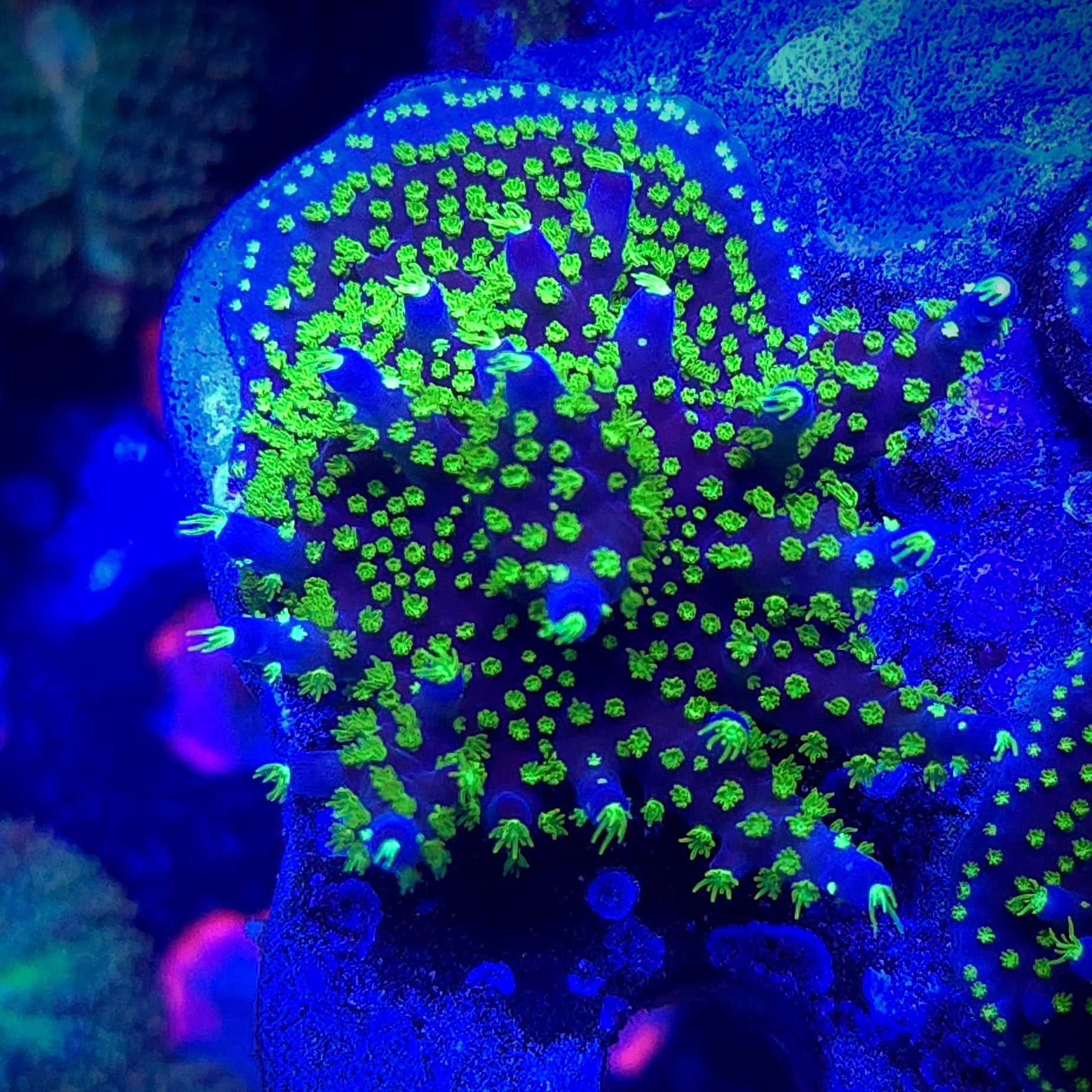 Garf Bonsai Acropora