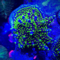 Garf Bonsai Acropora