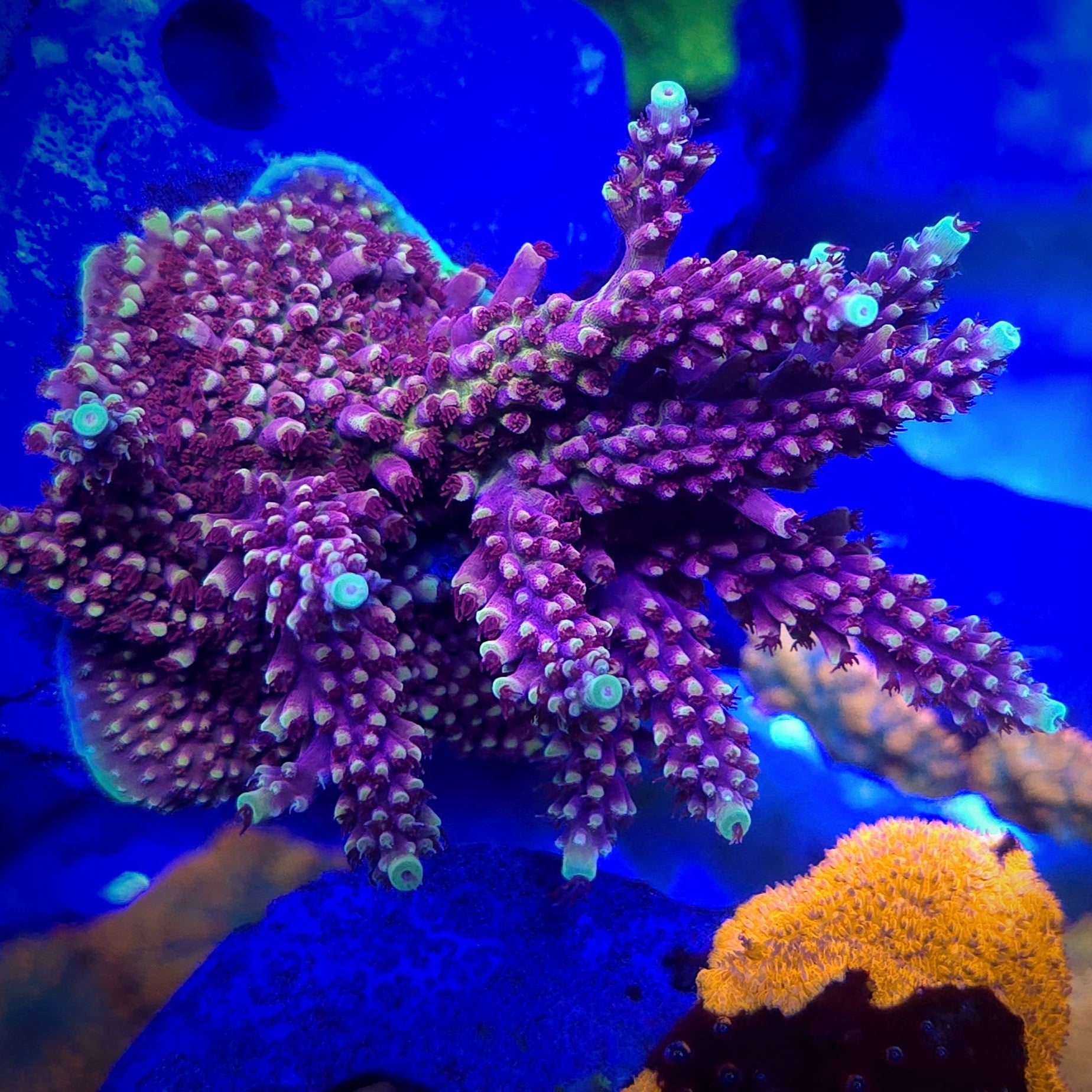 Pink Cadillac Acropora