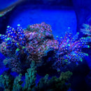 Rmf Candyland Acropora