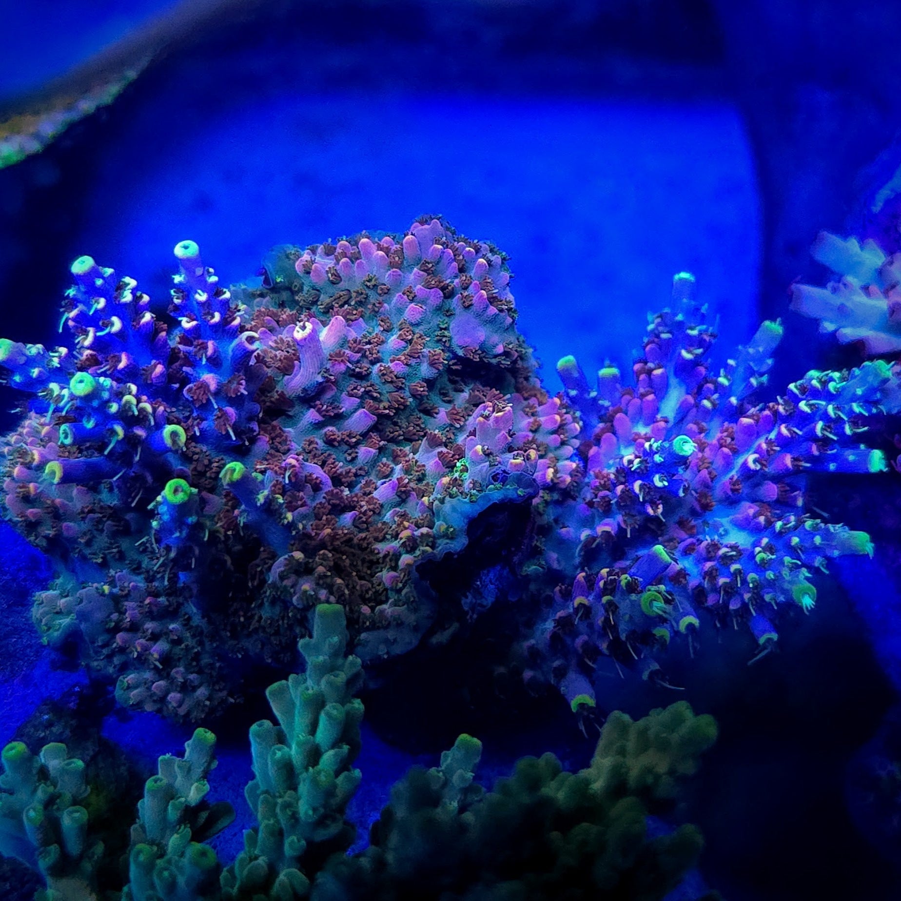Rmf Candyland Acropora