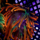 Chicago Sunburst Anemone