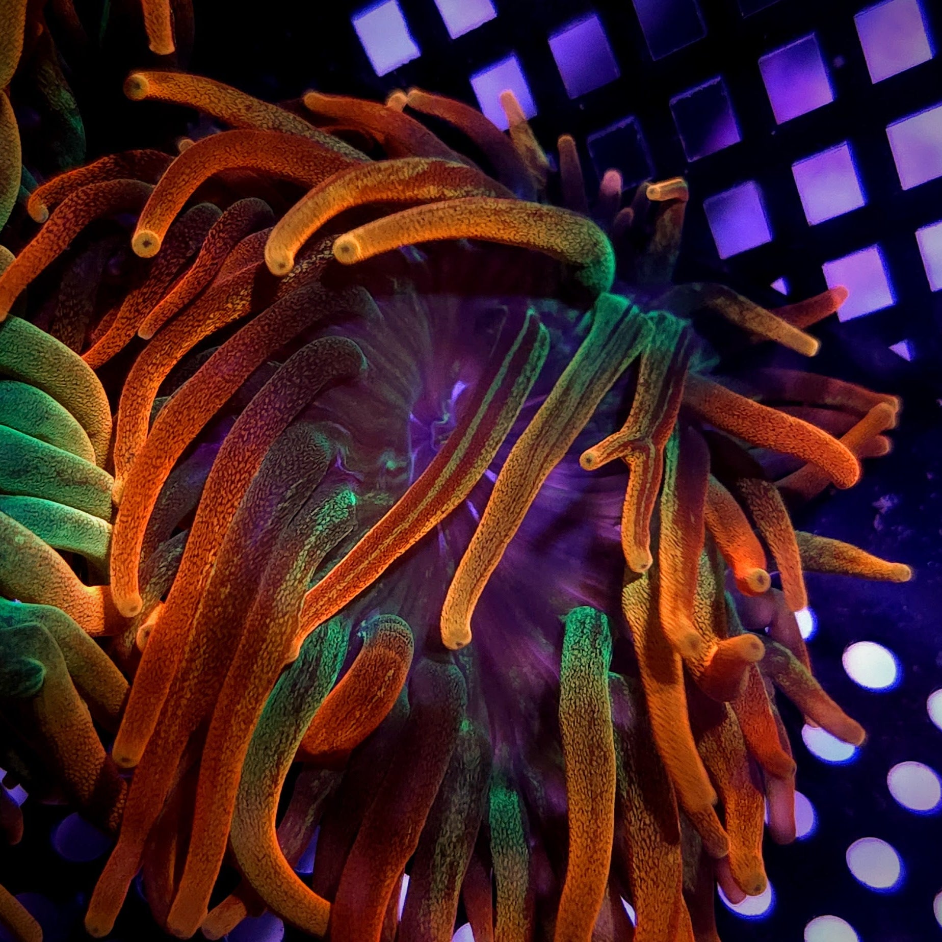 Chicago Sunburst Anemone