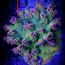 BC Bubblebath Unicorn Acropora