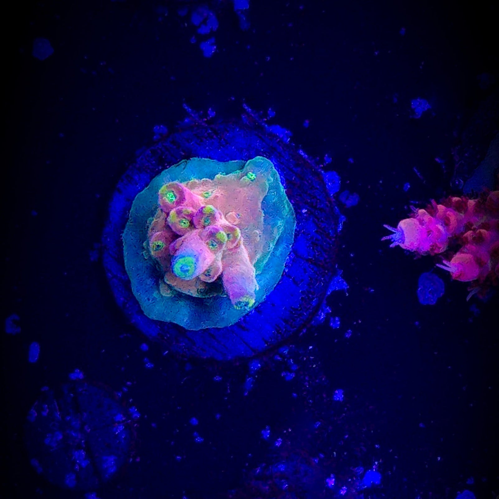 RR CJ's Pinky Acropora