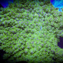 Av99 Orange Crush Acropora