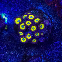 Belladonna Zoanthid