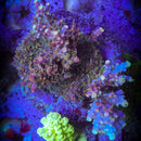 LRO Jamba Juice Acropora