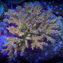 Brad B Draw Jopper Acropora