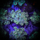 Metallic Green Gonipora