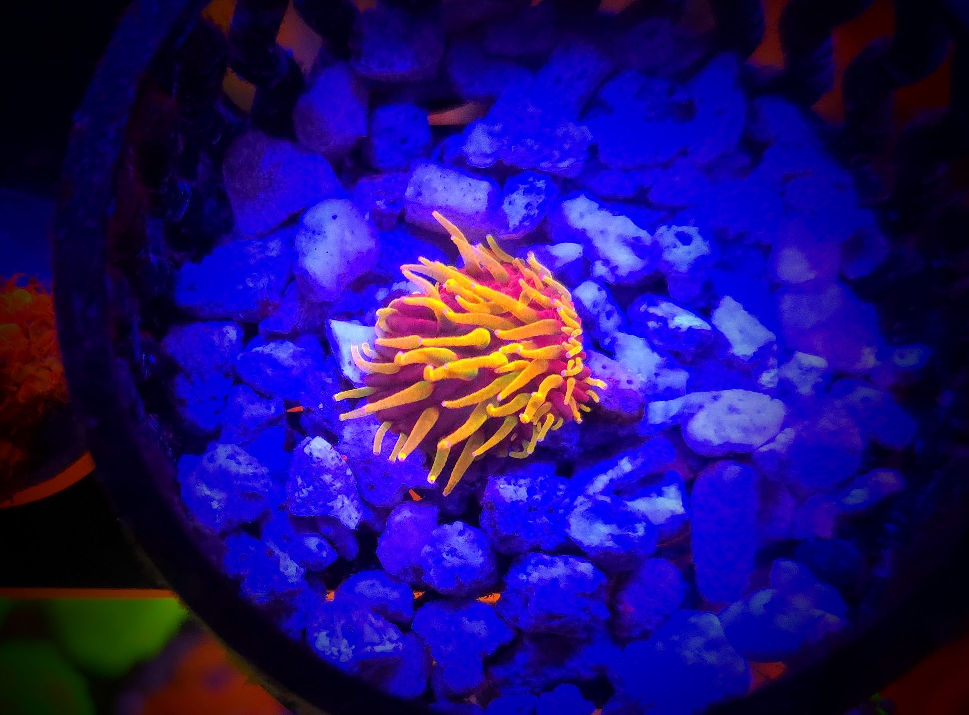 AC Rainbow Diaseris Plate Coral