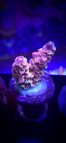 AC Unicorn Acropora