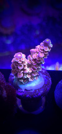 AC Unicorn Acropora
