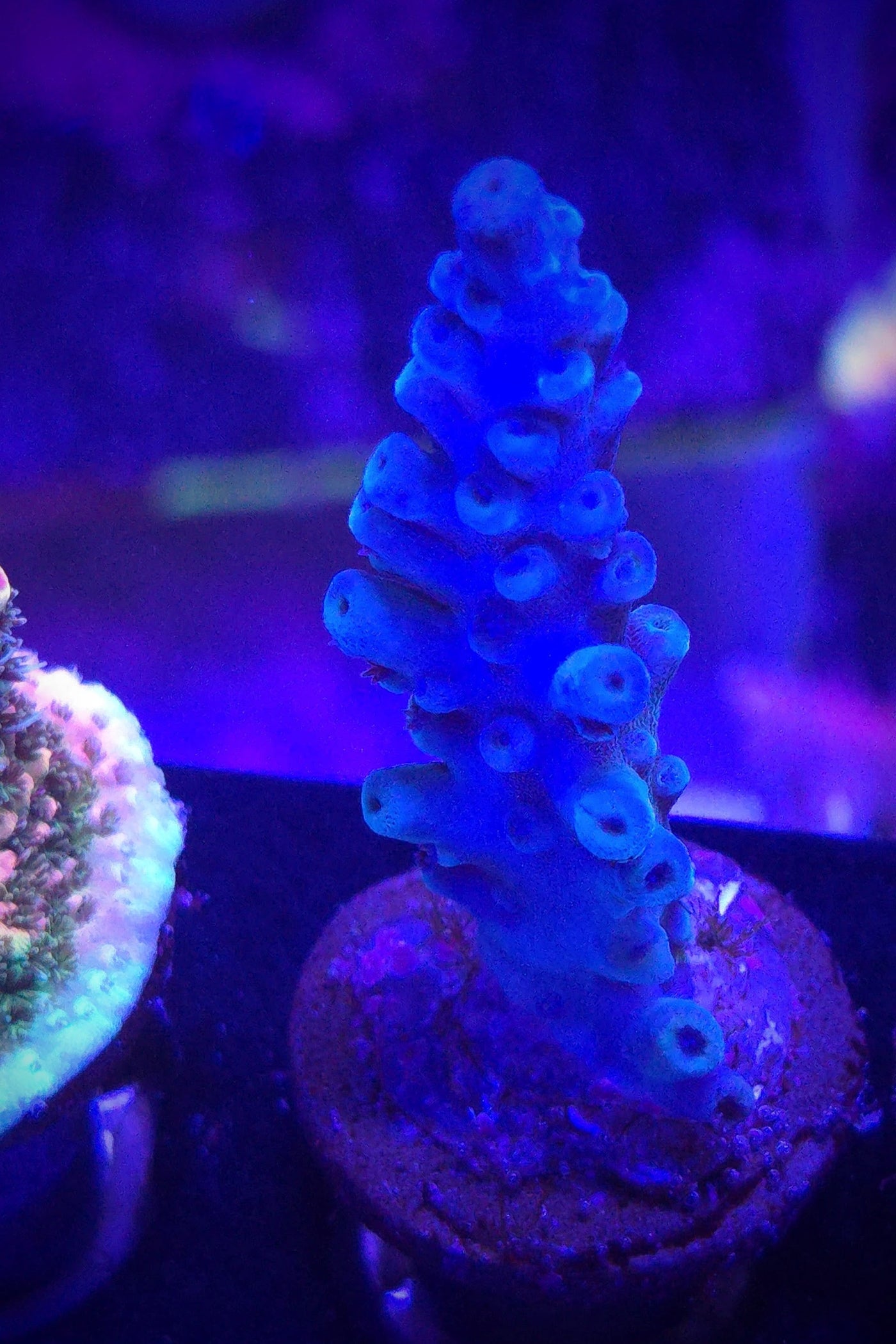 Oregon Blue Tort Acro