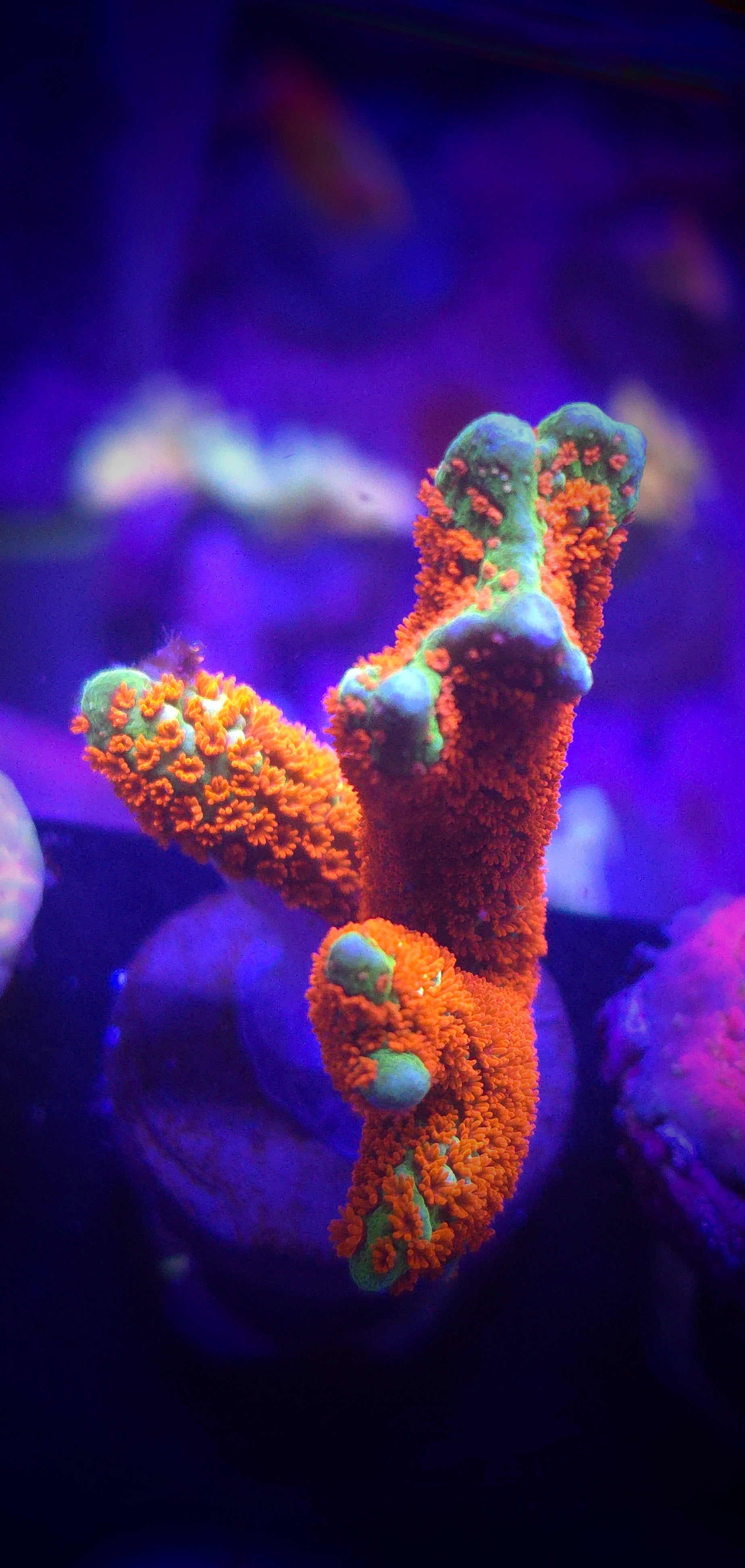 Bubblegum Digitata