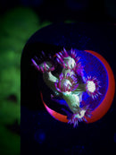 Glitter Goniopora