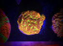 JF Jack-O-Lantern Leptoseris