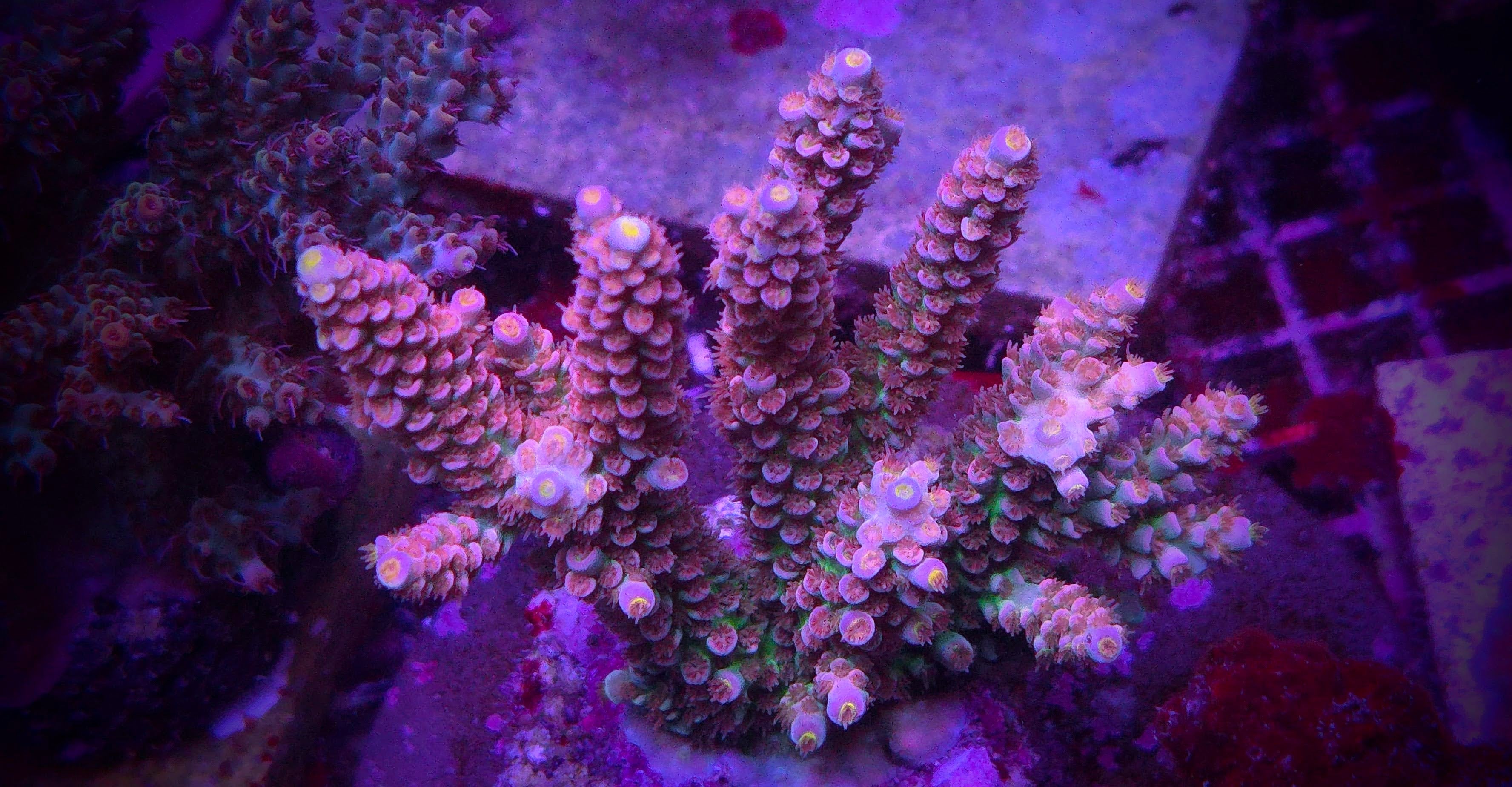 AC Unicorn Acropora