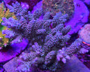 AC Galaxy Quest Acropora