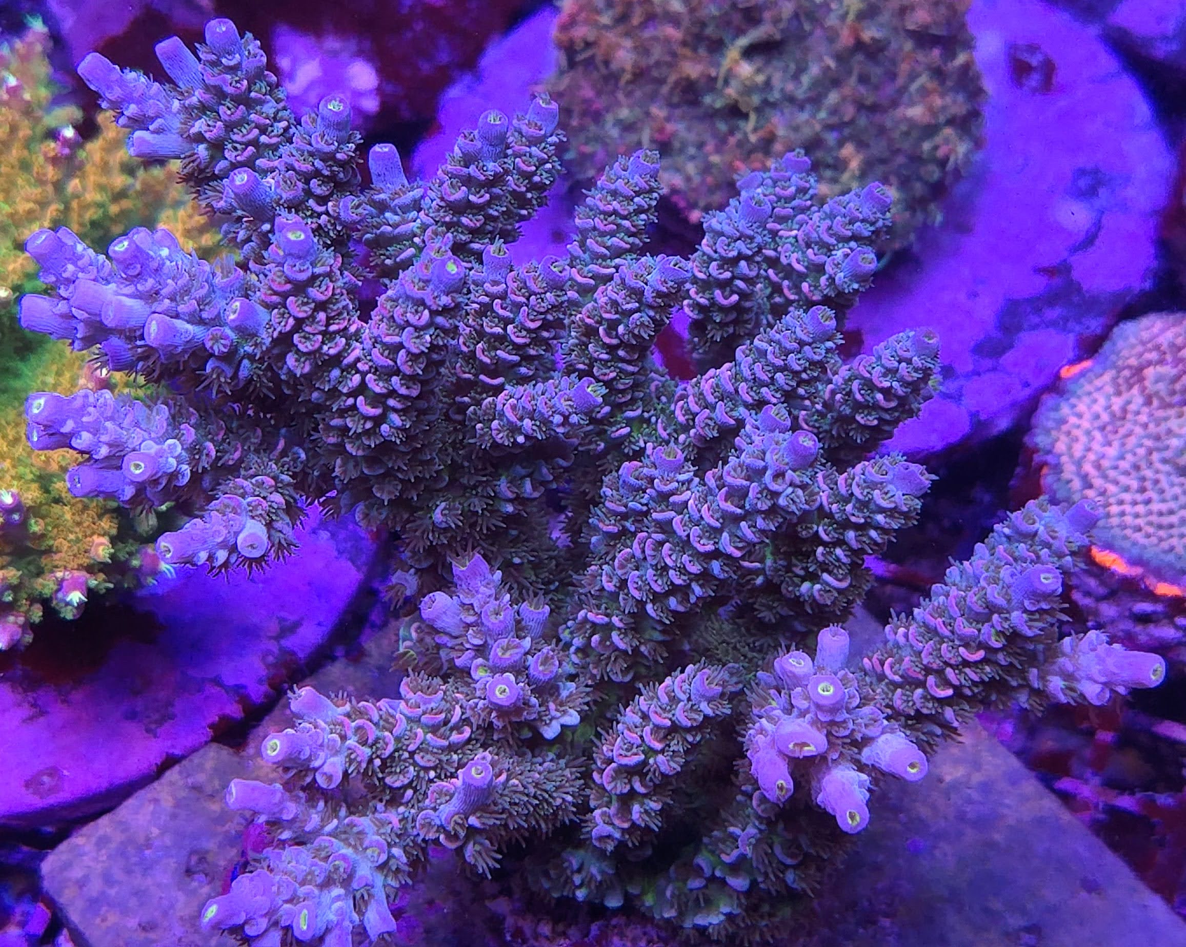 AC Galaxy Quest Acropora
