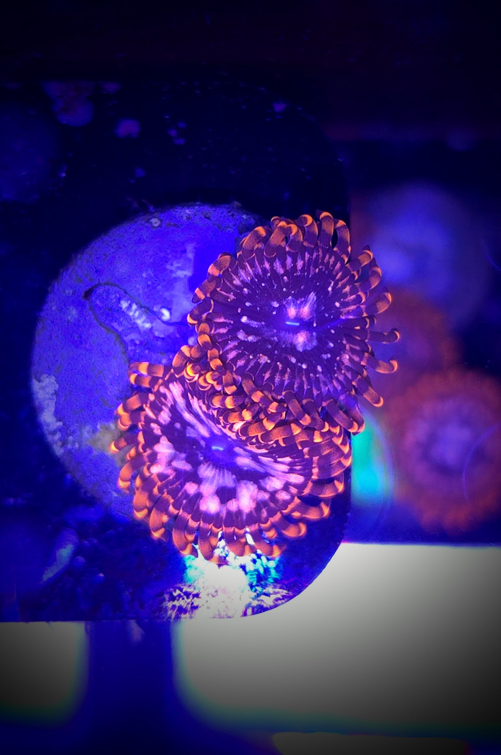 Utter Chaos Zoanthid