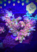 MC Prom Queen Acropora