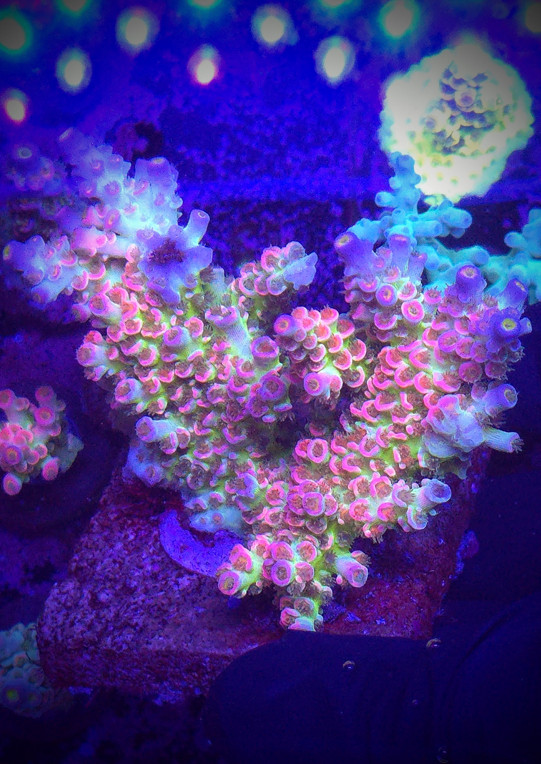 MC Prom Queen Acropora