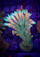 TSA Bill Murray Acropora