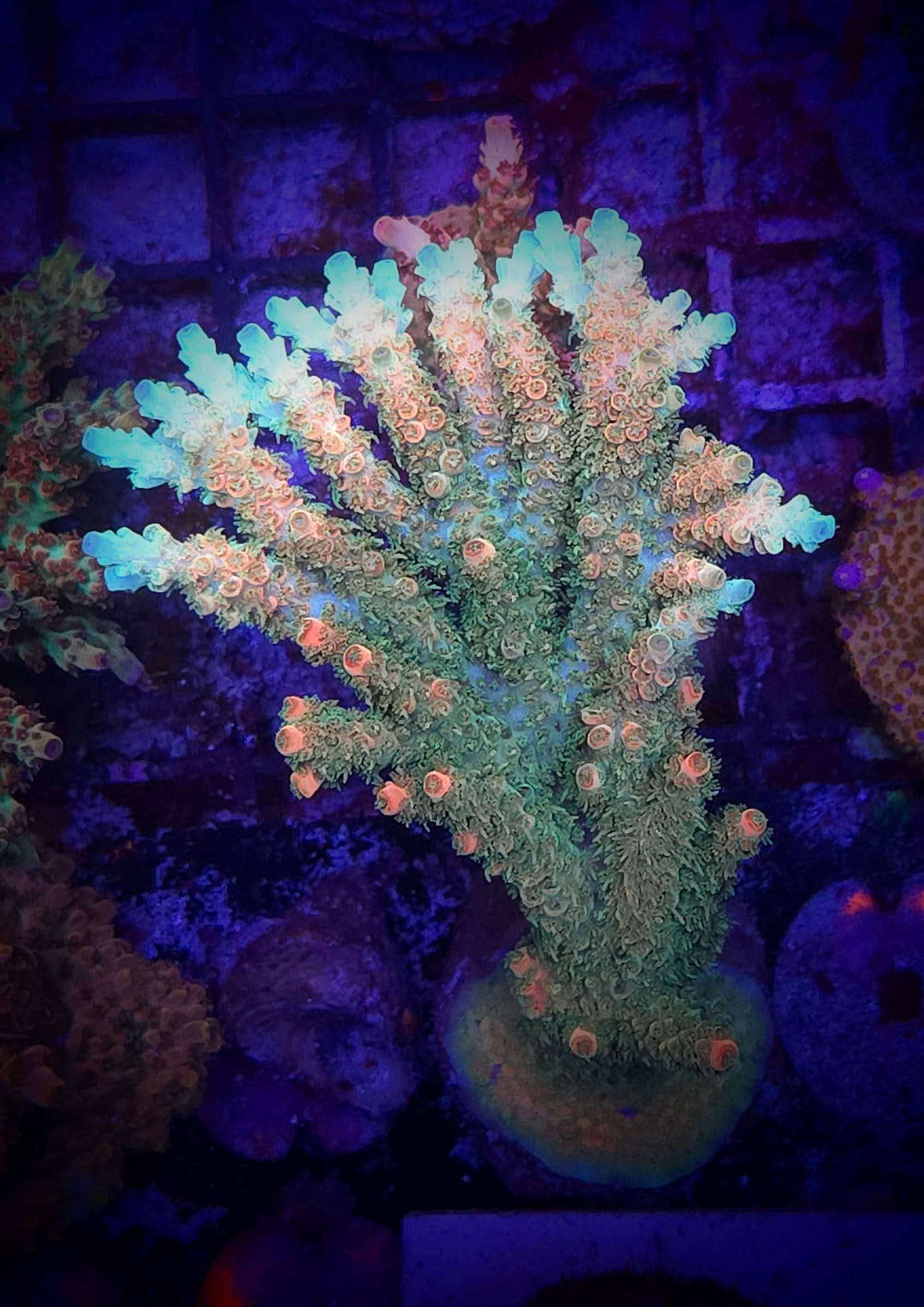 TSA Bill Murray Acropora