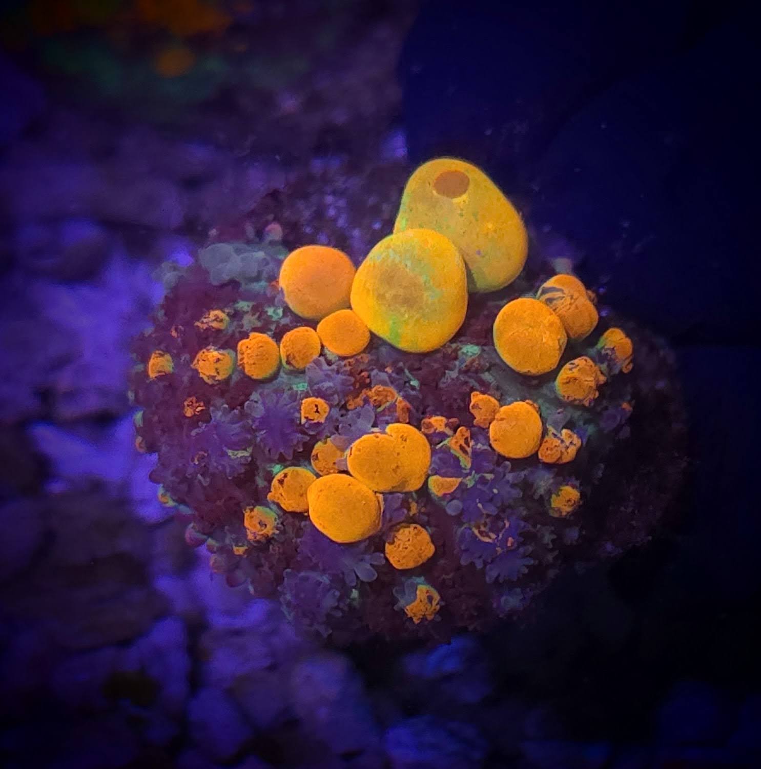 Mushrooms