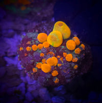 OG Bounce Mushroom